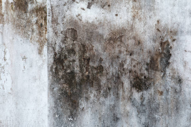 Environmental Consulting for Mold Prevention in Hayesville, OR