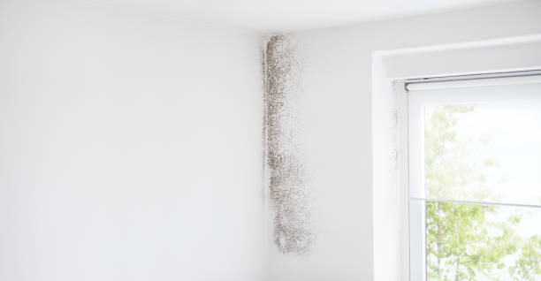 Best HVAC Mold Inspection and Cleaning  in Hayesville, OR