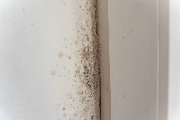 Best Real Estate Mold Inspection  in Hayesville, OR